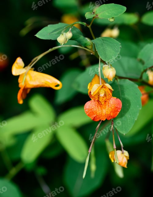 Preview: Closeup shot of Jewelweed flowers with green leaves under sunlight