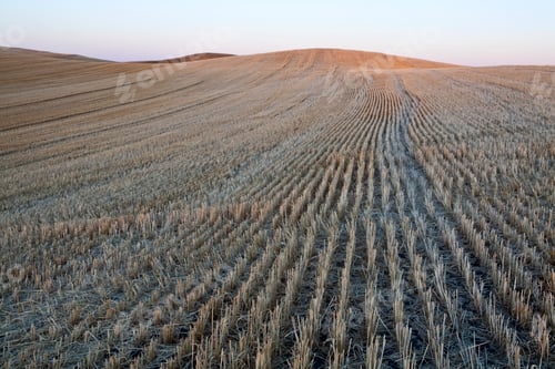 Preview: Natural pattern, rows of stubble after harvest in open farmland, prairie