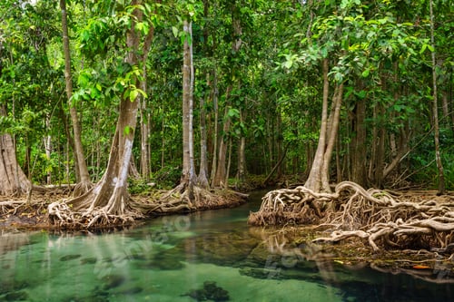 Preview: Tha Pom, the mangrove forest in Krabi, Thailand