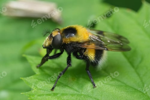 Preview: Closeup on a colorful large bumblebee plumehorn, Volucella bombylans hoverfly