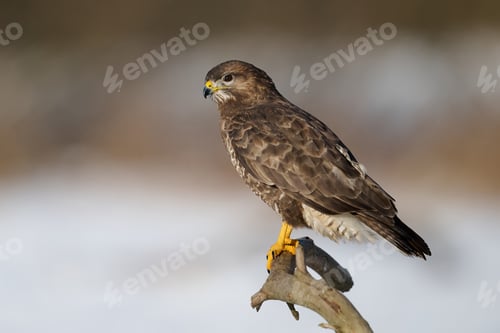 Preview: Common buzzard (Buteo buteo)