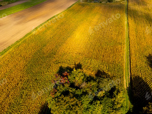 Preview: Corn field and trees, drone view