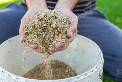 Preview: Seeding lawn grass in the garden. Selective focus.
