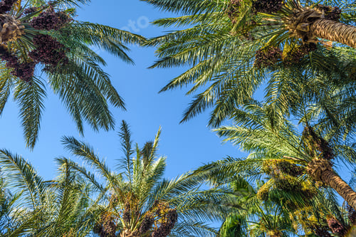 Preview: Blue sky and date palm trees view from below, tropical background.