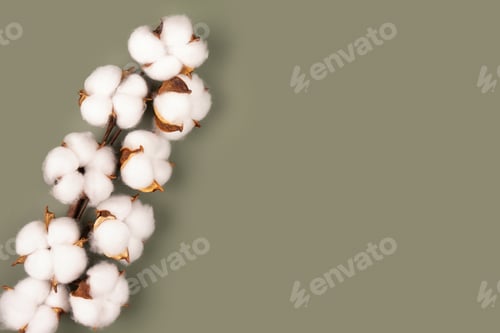 Preview: Branch of cotton flowers on green background flat lay, copy space