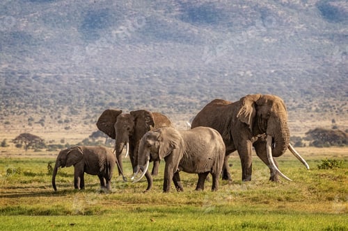 Preview: Large Elephant Family in Kenya