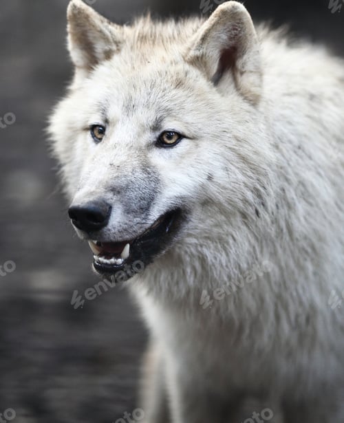 Preview: Arctic Wolf (Canis lupus arctos) aka Polar Wolf or White Wolf -