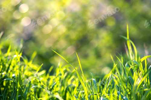 Preview: Closeup of green grass stems on summer lawn.