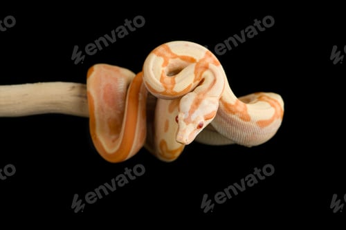 Preview: Snake red-tailed boa hanging on a branch isolated on black background
