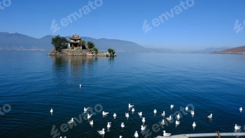 Preview: several ducks are standing near the side of a water way