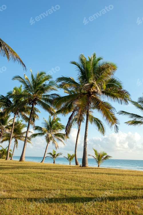 Preview: Palm trees at the beach