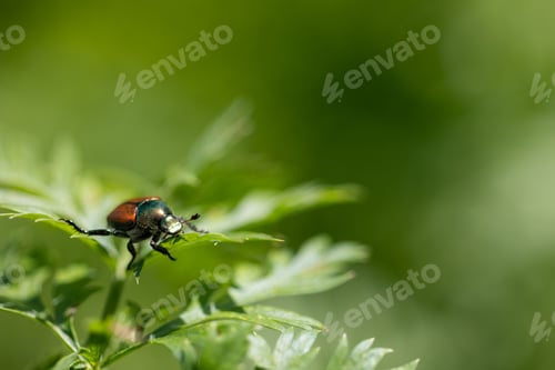 Preview: Shiny Japanese beetle crawling around on a parsley plant