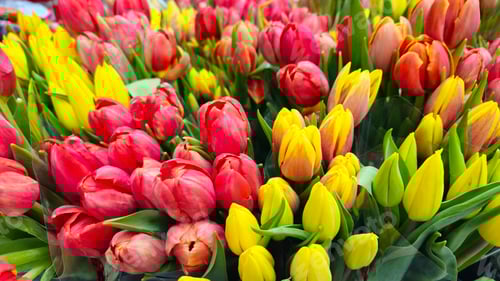 Preview: Beautiful Red and Yellow Tulips in Full Bloom