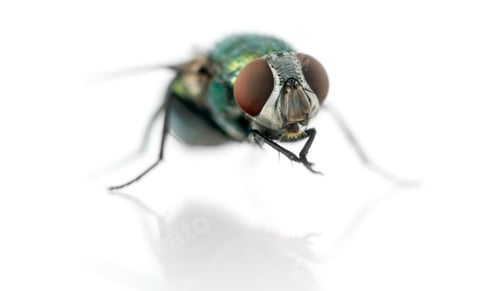 Preview: Common green bottle fly having a wash, Phaenicia sericata, isolated on white
