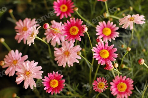 Preview: Pink flowers