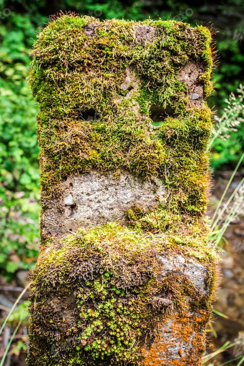 Preview: Traffic cone covered with moss