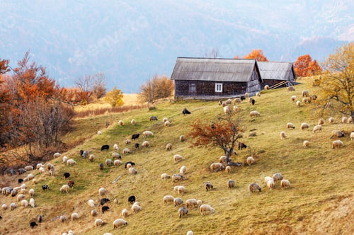 Preview: sheep