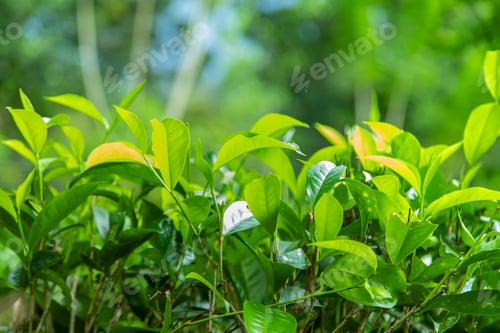 Preview: nature