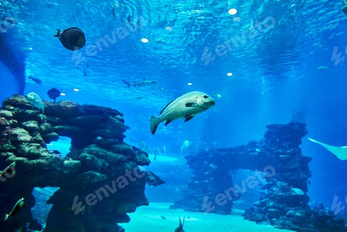 Preview: Exotic fish in an aquarium on the Red Sea, swimming between corals