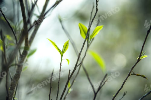 Preview: fresh green tea leaves in nature
