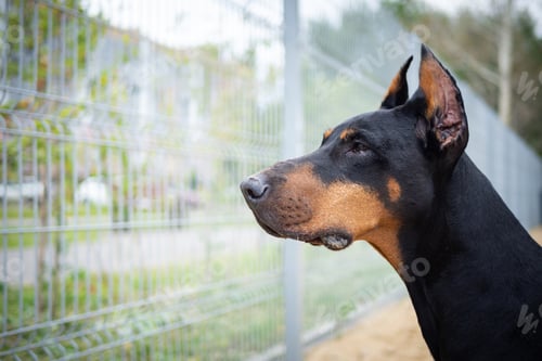 Preview: Portrait of a Doberman.