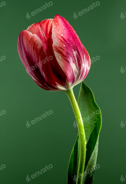 Preview: Blooming red tulip on a green background