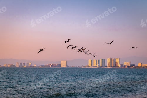 Preview: Group of pelicans flying on the beach at sunset - Puerto Vallarta, Jalisco, Mexico