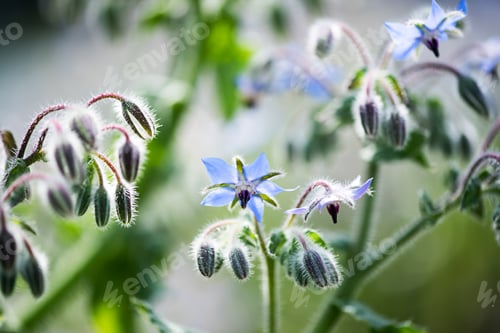 Preview: Tiny blue flowers and buds on a borage plant