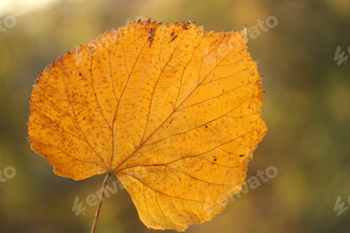 Visualização: Folha amarela e seca no outono - vista de perto