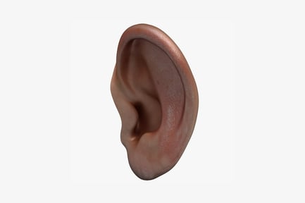 Preview: Lateral view of a sculpted ear