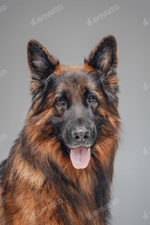 Preview: Portrait of adorable pedigreed shepherd belgian tervuren breed