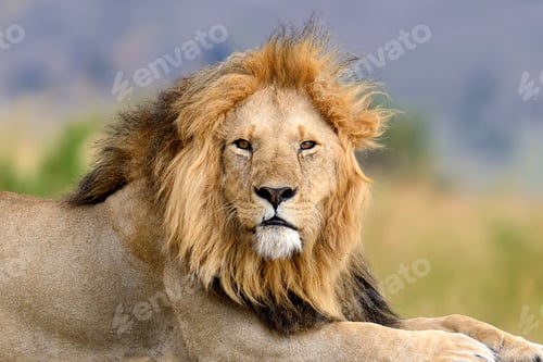 Preview: Lion in National park of Kenya