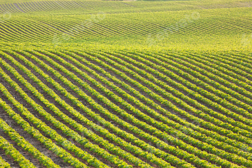 Preview: Rows of Young Soybean Plants in Field