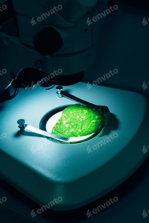 Preview: close up view of green leaf under microscope in modern agro laboratory