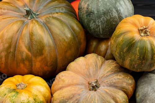 Preview: Background of a lot of colorful pumpkins