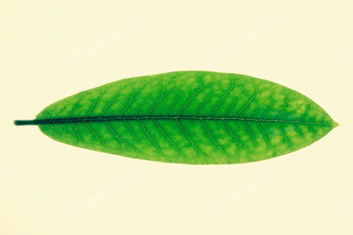Preview: Close up of green Rhododendron leaf