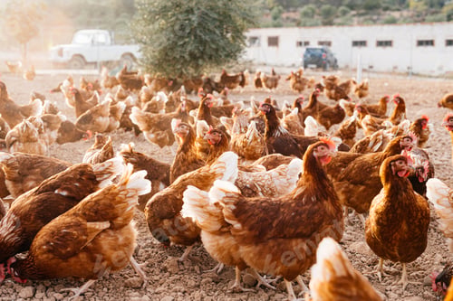 Preview: Flock of egg laying hens roaming outdoors on farm land in daylight