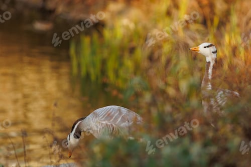 Preview: Grey gooses in beautiful nature