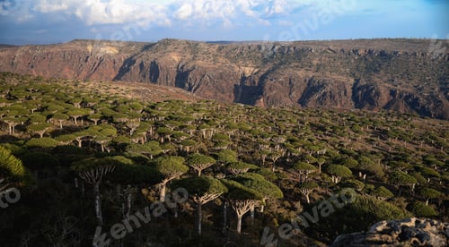 Preview: Majestic dragon trees thriving in the landscape of Socotra during daylight hours