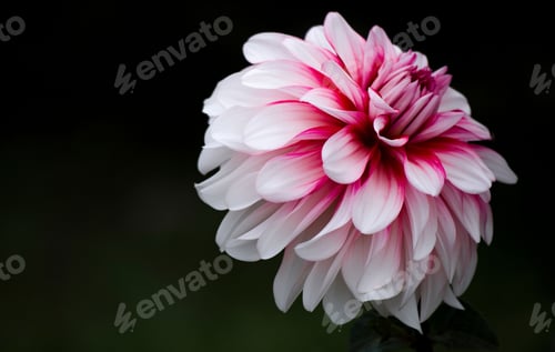 Preview: Closeup of a vibrant single bloom of a Dahlia flower set against a dark background