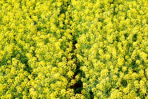 Preview: A yellow field of Colza