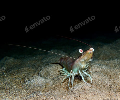 Preview: Shrimp pulchricaudatus sp.