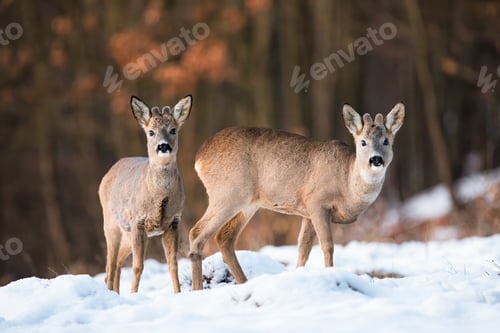 Preview: Two young roe deer standing on field in wintertime