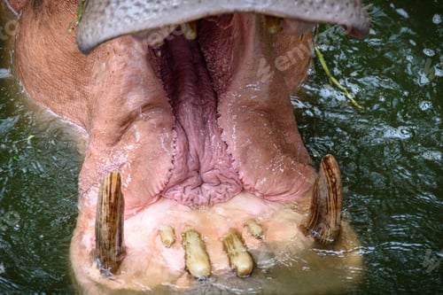 Preview: The hippo is opening his mouth to eat, Hippopotamus; Hippo