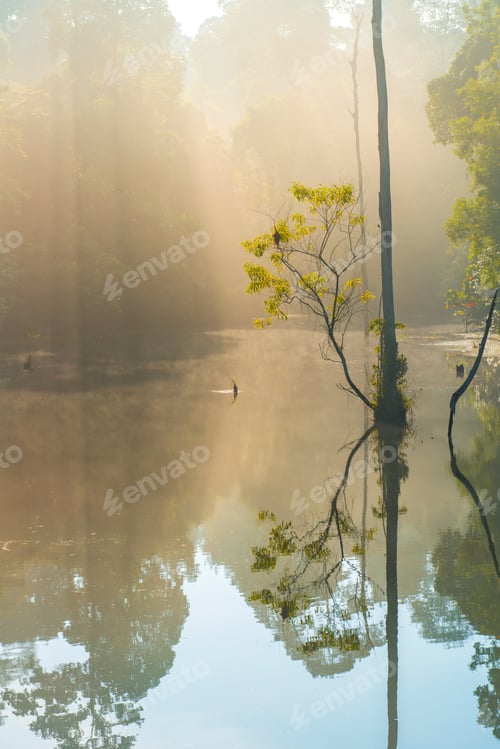 Preview: Mystical Morning Sun Rays Over Misty Forest Lake