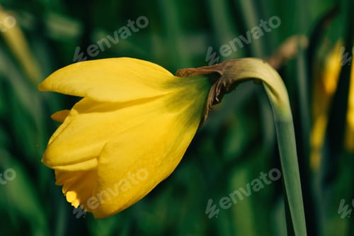 Preview: Close up of yellow daffodil