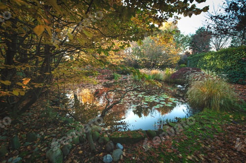 Preview: Plants are reflected in a pond