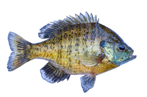 Preview: Fresh caught bluegill sunfish from a northern Minnesota lake isolated on white