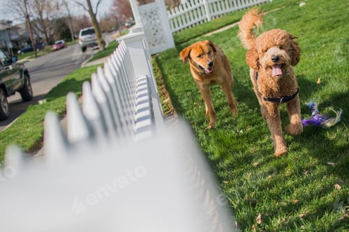 Preview: Two dogs playing in garden