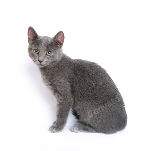 Preview: Gray kitten on white background